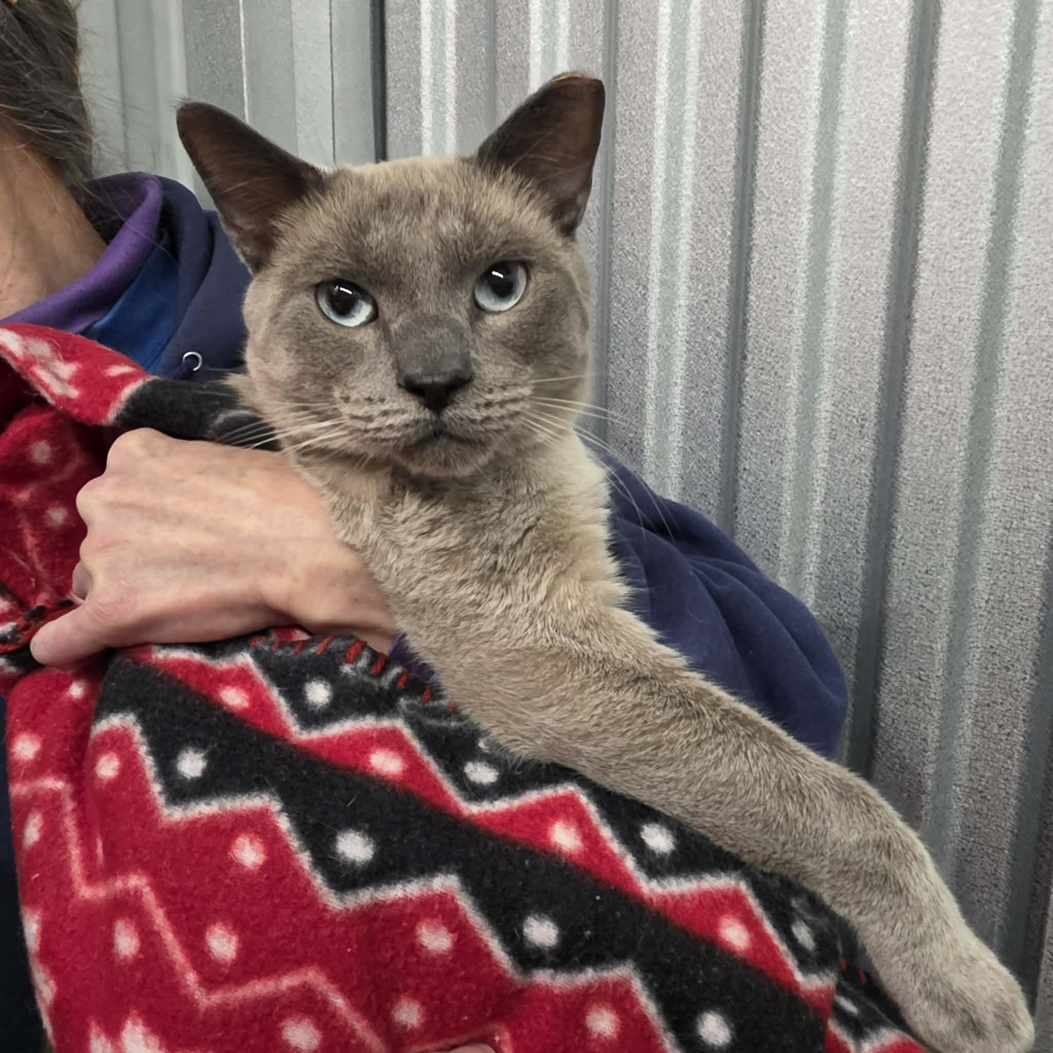 Enlarge Kino, an adopted mixed breed in Chicago, IL image 2/6