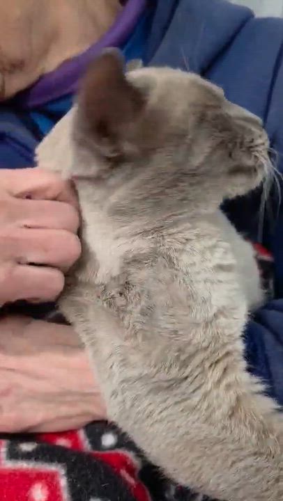 Enlarge Kino, an adopted mixed breed in Chicago, IL video 5/6