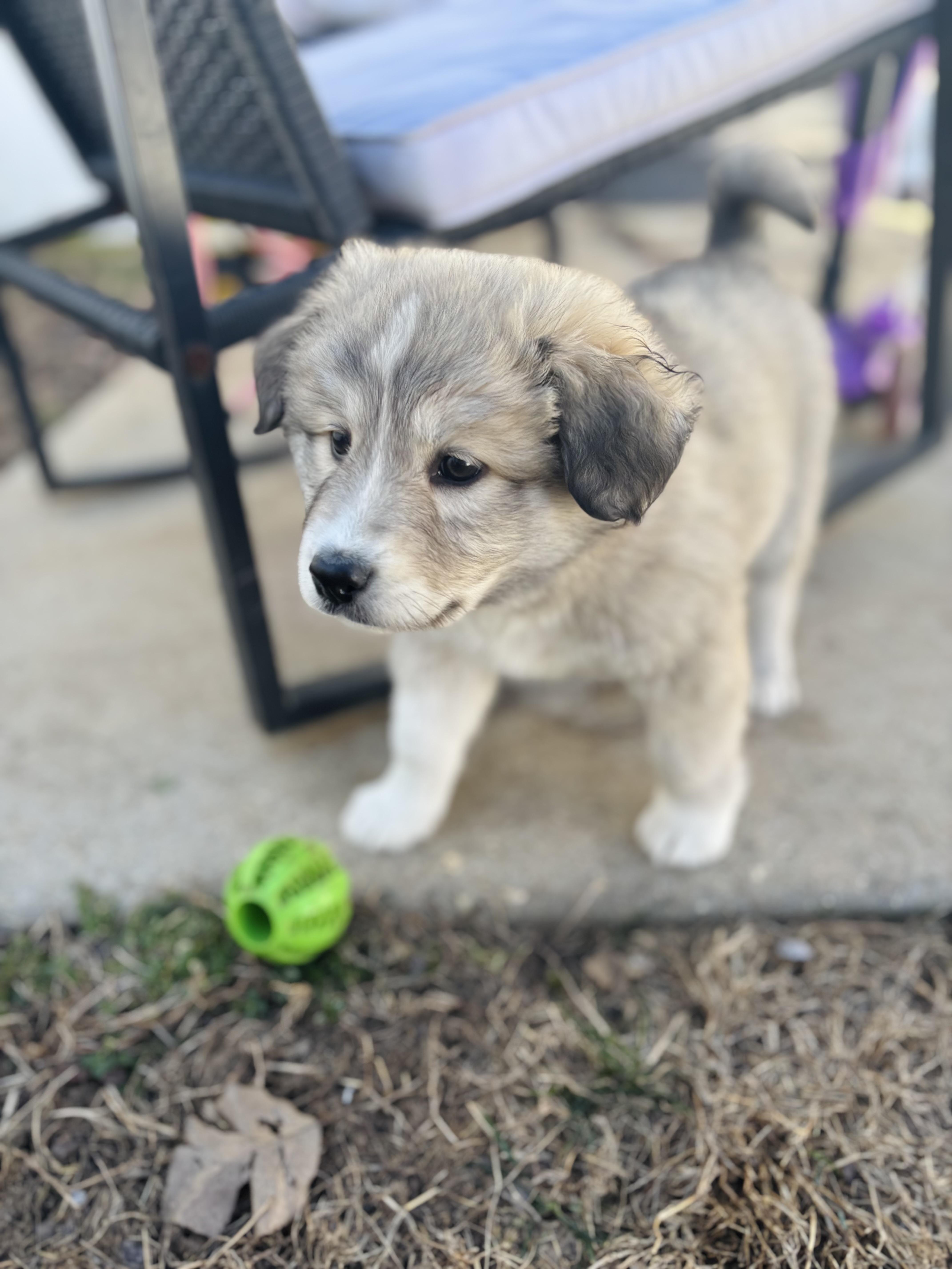 Spuds, adopted, Puppy Male Australian Shepherd & Great Pyrenees.