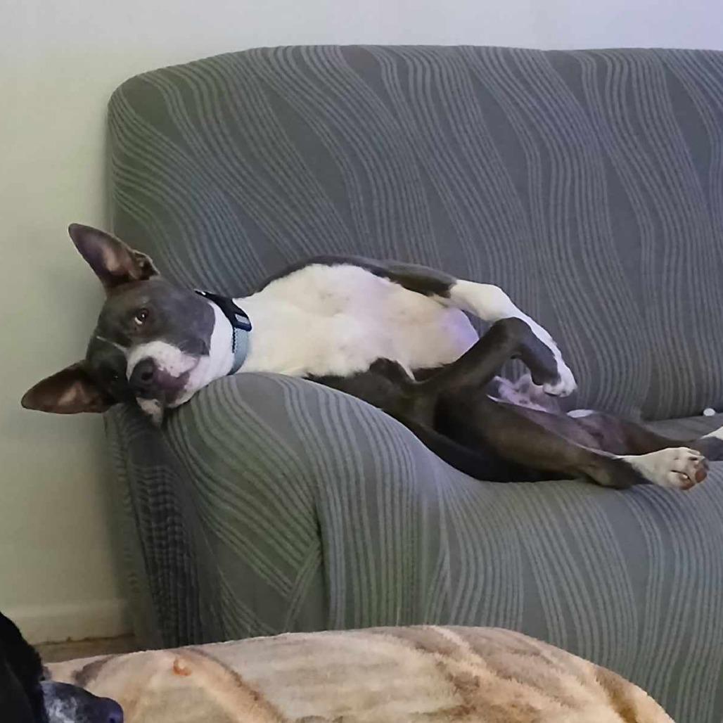 Butch, Adoptable, Adult Male Pit Bull Terrier & Mixed Breed.