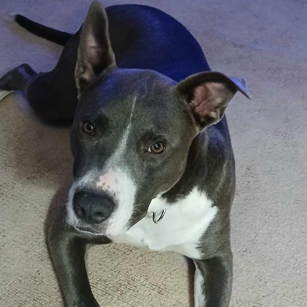 Butch, a Adoptable mixed breed in Fort Smith, AR image 2/3