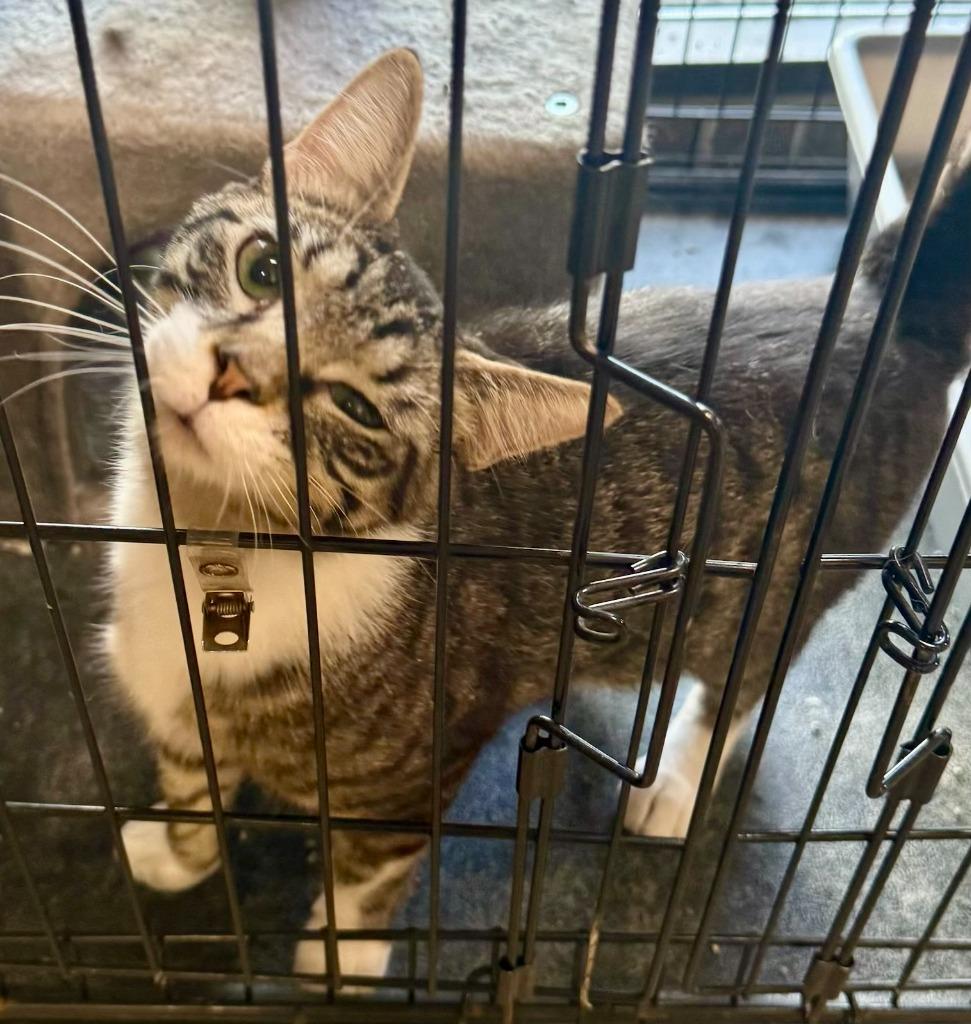Wellaby, Adoptable, Kitten Male Domestic Short Hair.