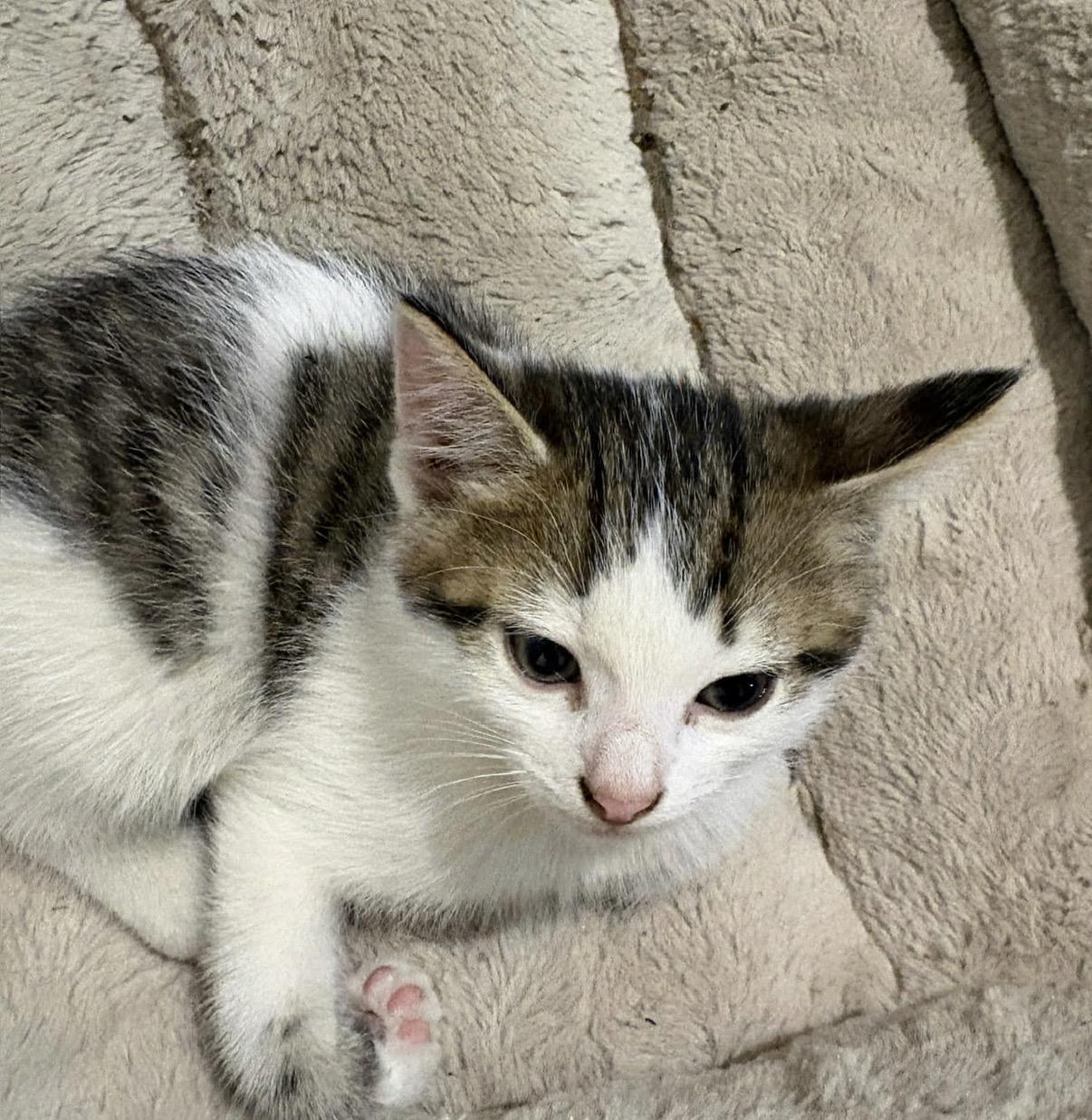 Jojo, Adoptable, Kitten Male Domestic Short Hair.