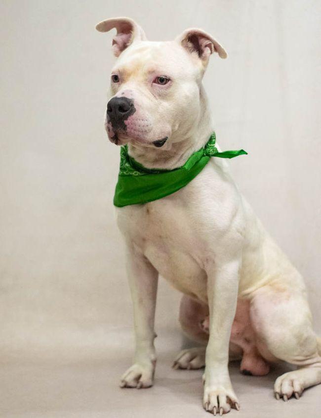 Enlarge Monty, a Adopted mixed breed in Sanford, FL image 2/2