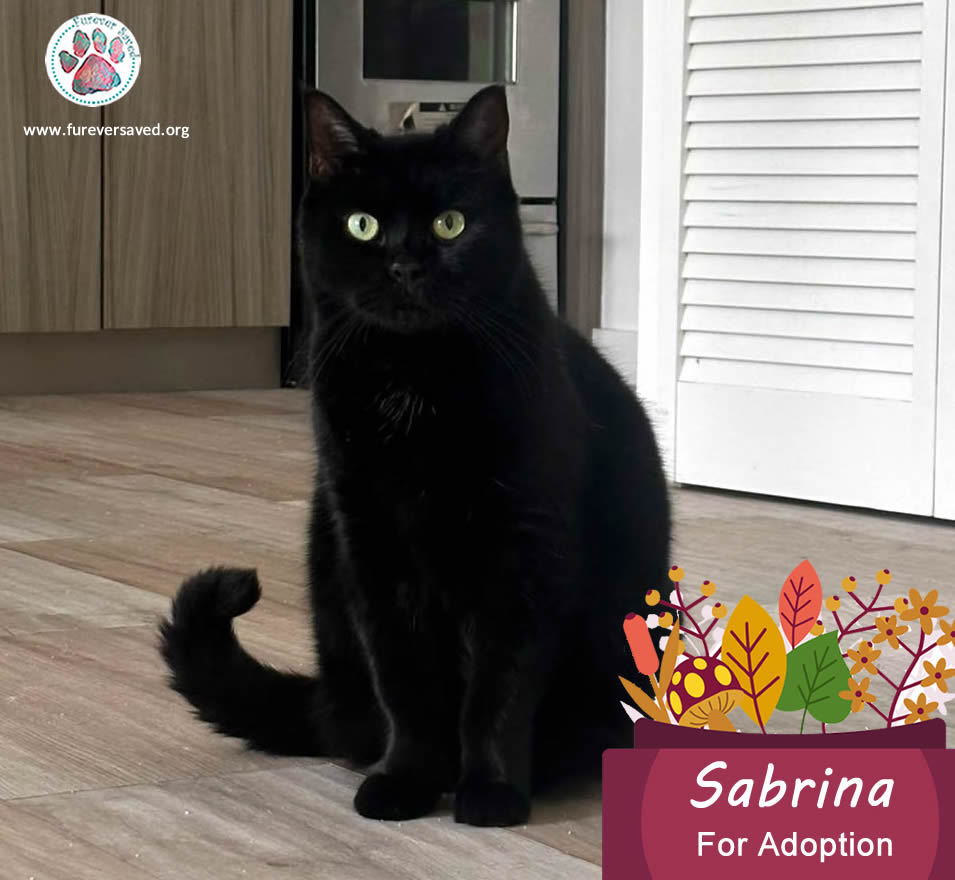 Enlarge Sabrina, a Adoptable Domestic Short Hair in Miami, FL image 6/7
