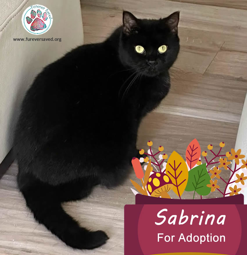 Enlarge Sabrina, a Adoptable Domestic Short Hair in Miami, FL image 4/7