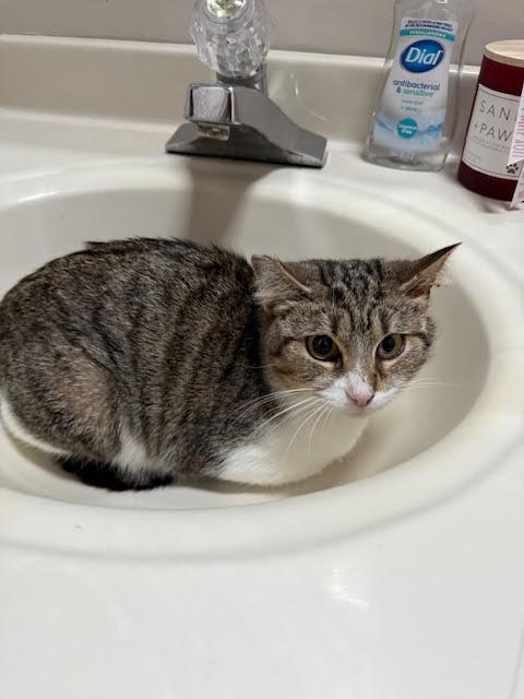 Mooshu, a Adopted Domestic Short Hair in Connersville, IN image 4/4