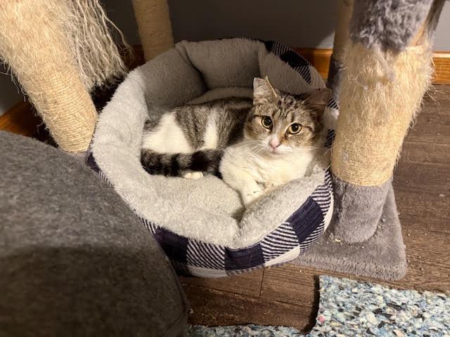 Mooshu, Adopted, Adult Female Domestic Short Hair.