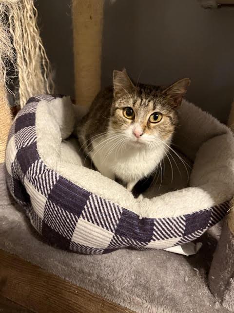 Mooshu, a Adopted Domestic Short Hair in Connersville, IN image 3/4