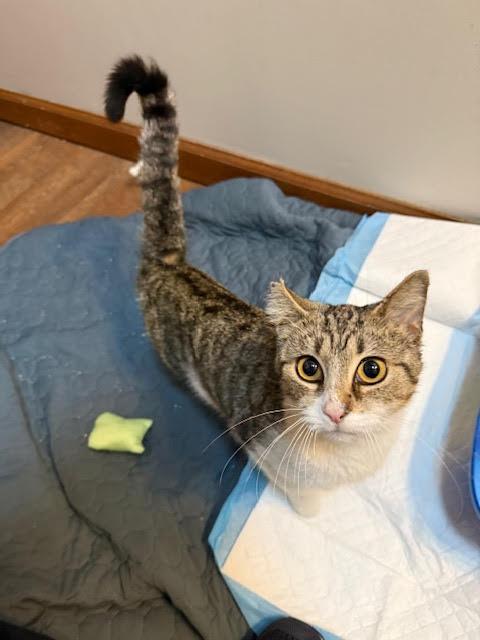 Mooshu, a Adopted Domestic Short Hair in Connersville, IN image 2/4