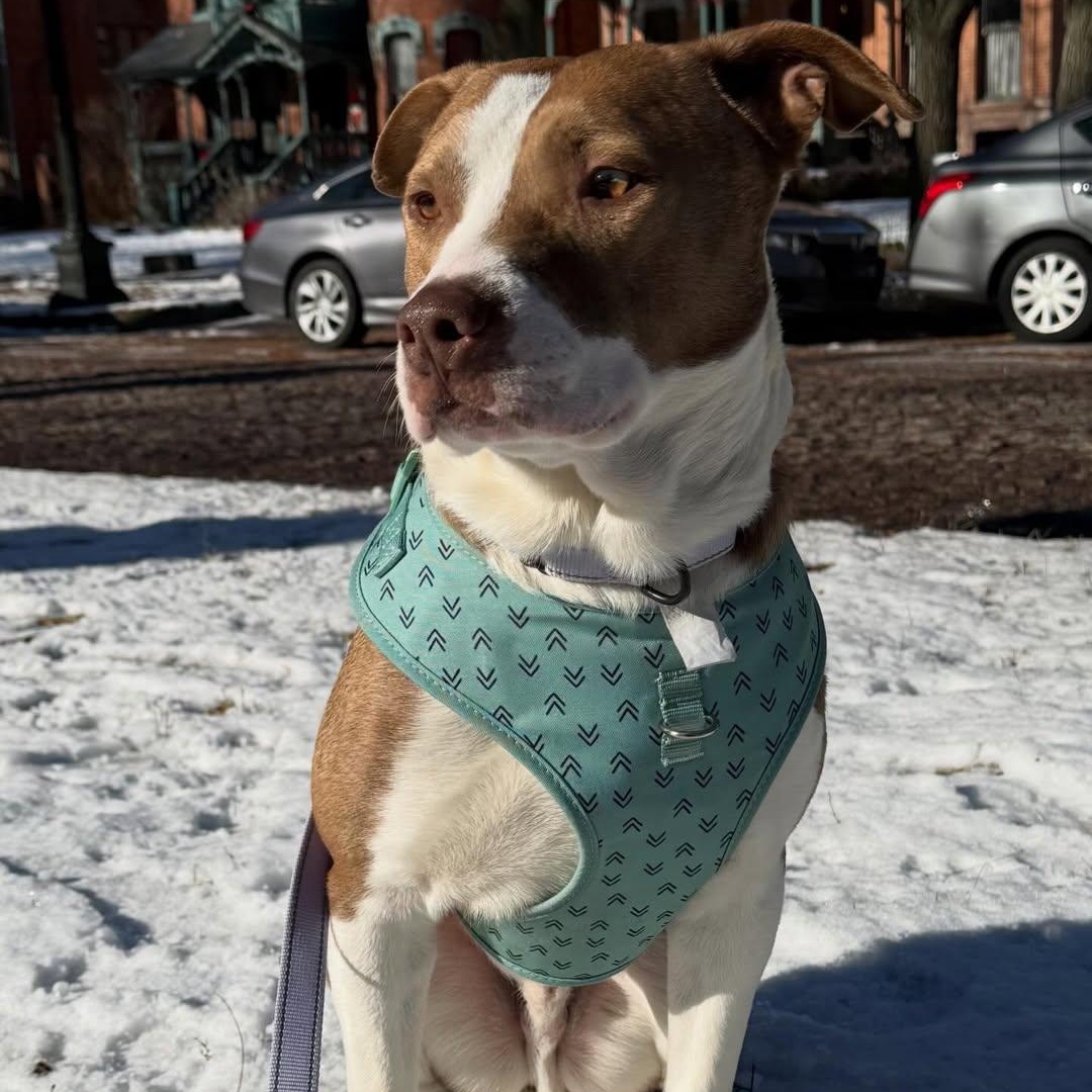 Enlarge Red, an adopted Pit Bull Terrier in Detroit, MI image 1/6