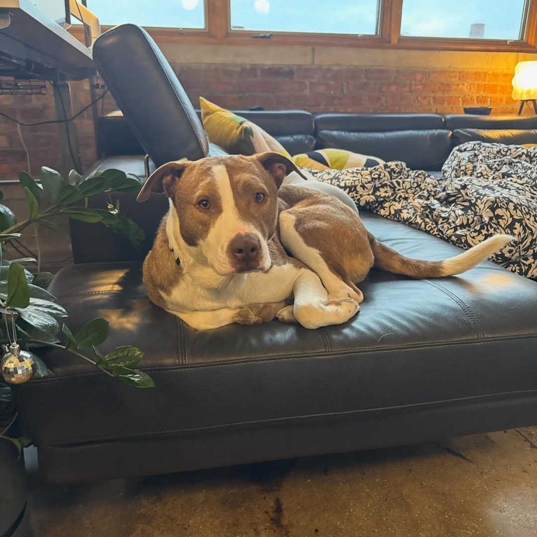 Enlarge Red, an adopted Pit Bull Terrier in Detroit, MI image 2/6