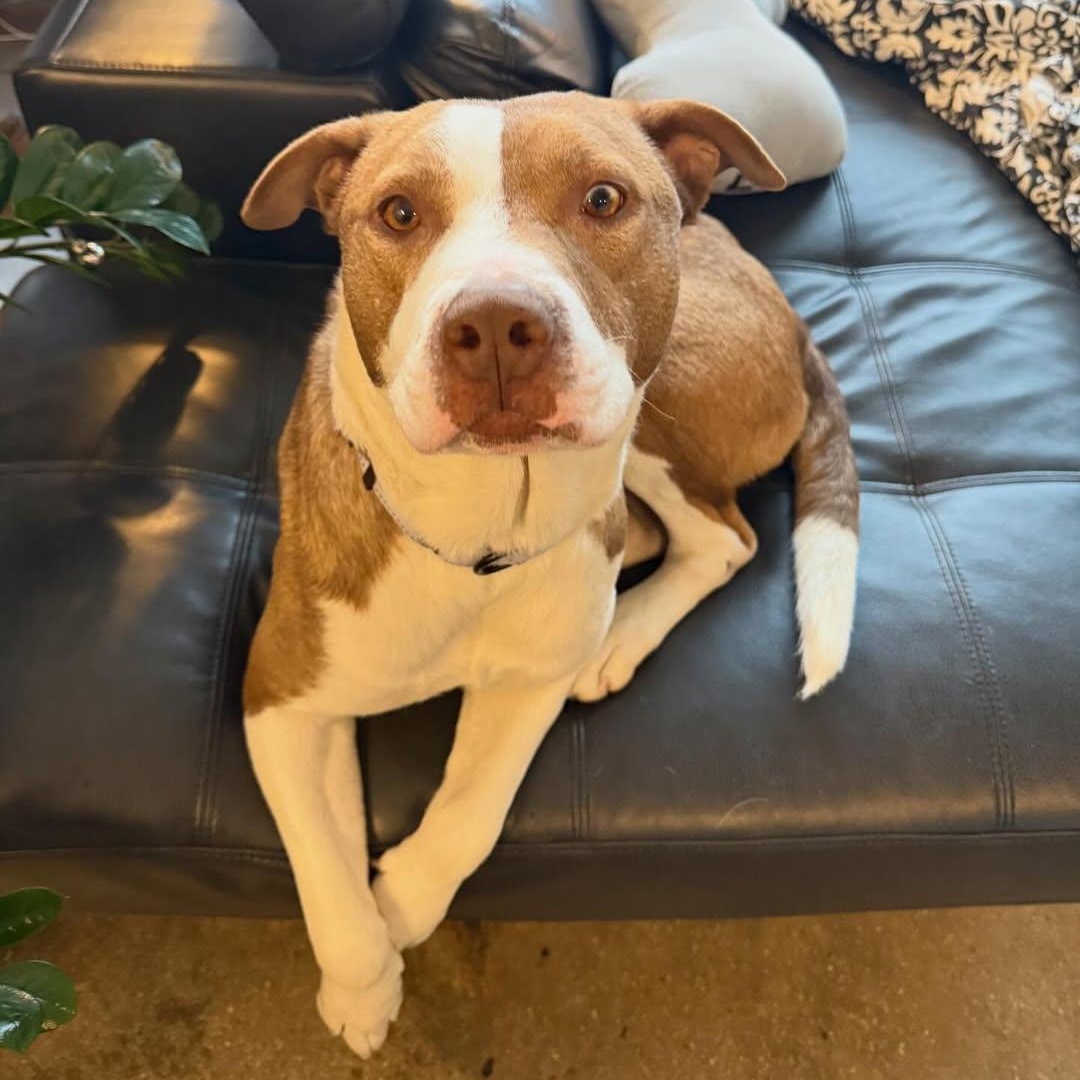 Enlarge Red, an adopted Pit Bull Terrier in Detroit, MI image 3/6