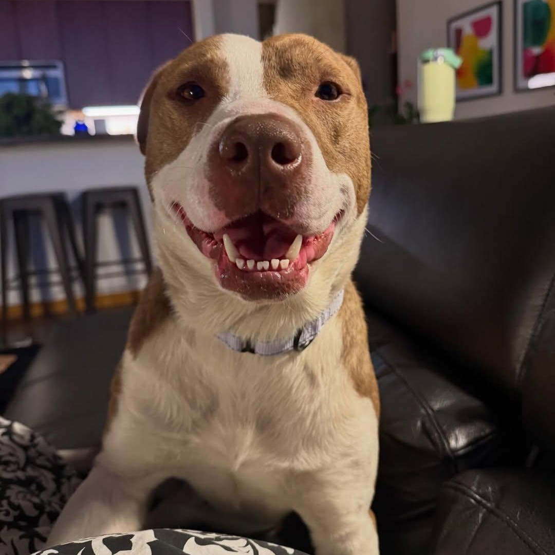 Enlarge Red, an adopted Pit Bull Terrier in Detroit, MI image 4/6