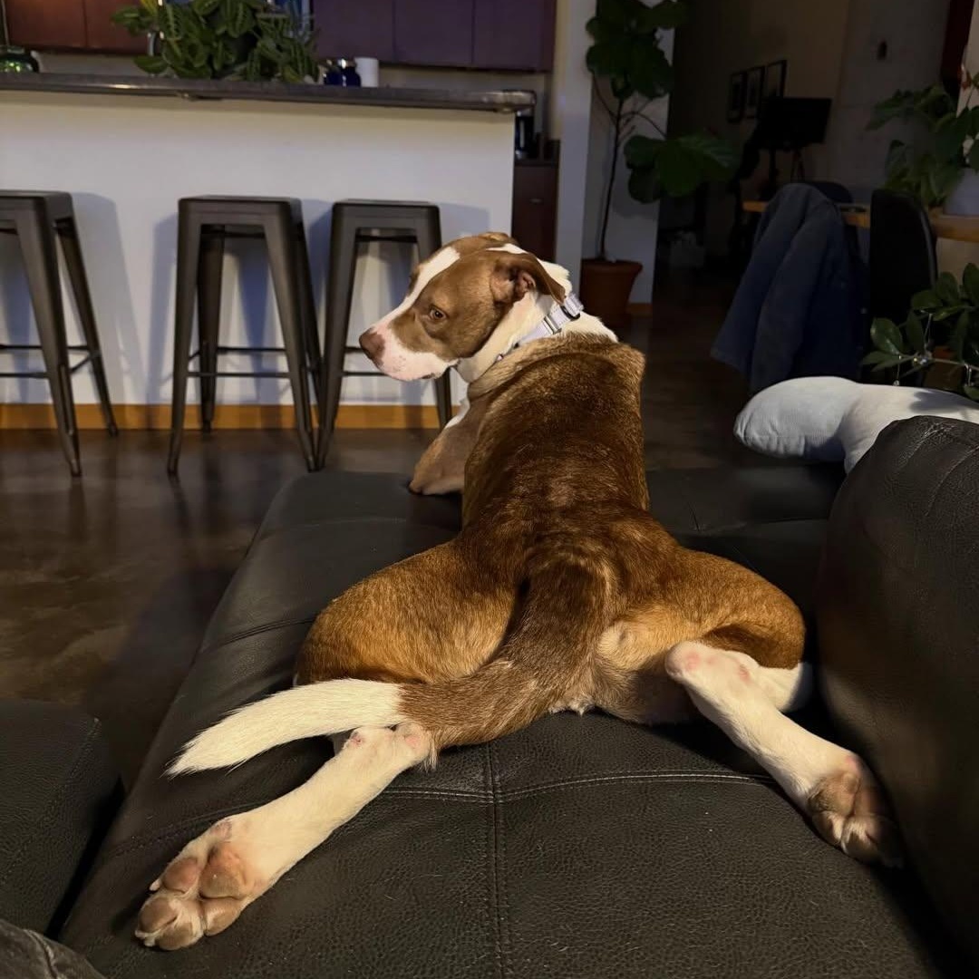 Enlarge Red, an adopted Pit Bull Terrier in Detroit, MI image 6/6