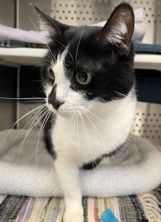 Enlarge Fang, an adopted Domestic Short Hair in Jackson, MI image 5/6