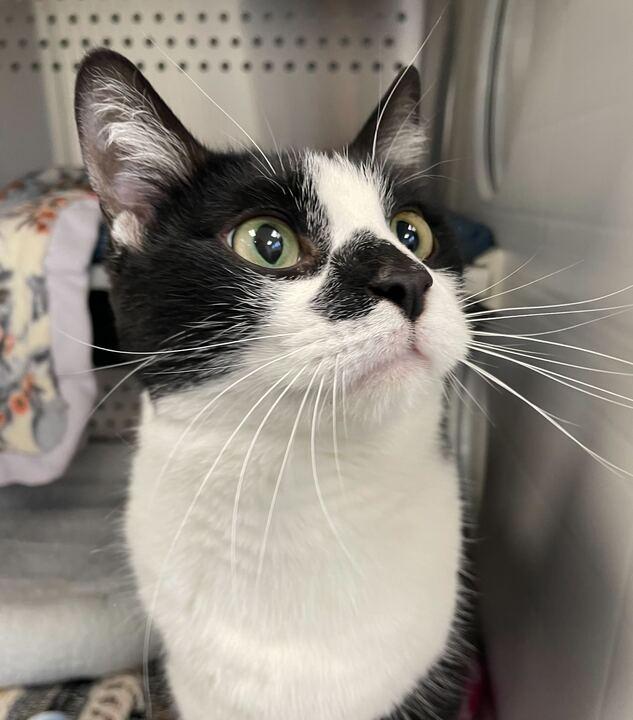 Fang, ADOPTABLE, Adult Male Domestic Short Hair.