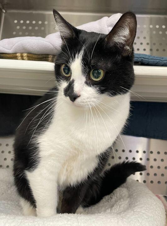 Enlarge Fang, an adopted Domestic Short Hair in Jackson, MI image 3/6