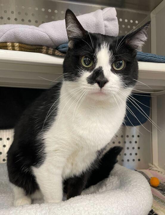 Enlarge Fang, an adopted Domestic Short Hair in Jackson, MI image 4/6