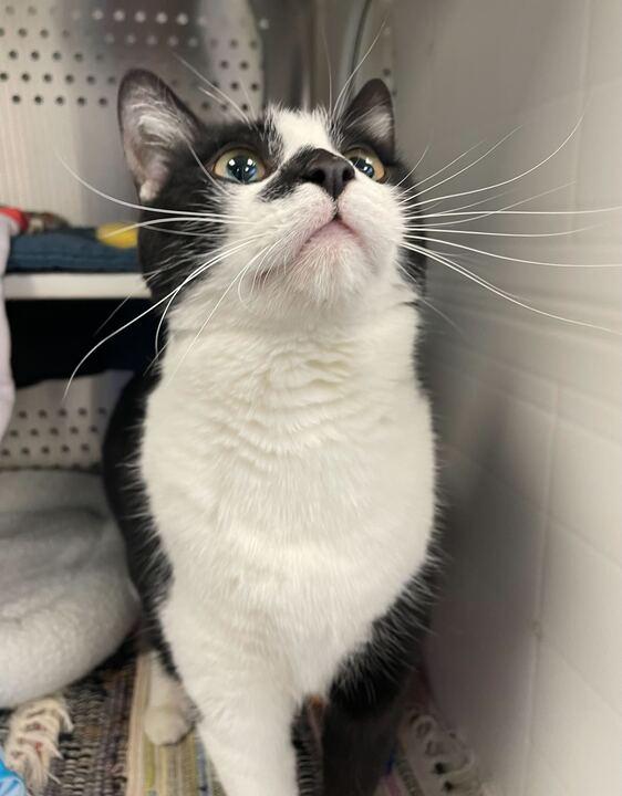 Enlarge Fang, an adopted Domestic Short Hair in Jackson, MI image 2/6