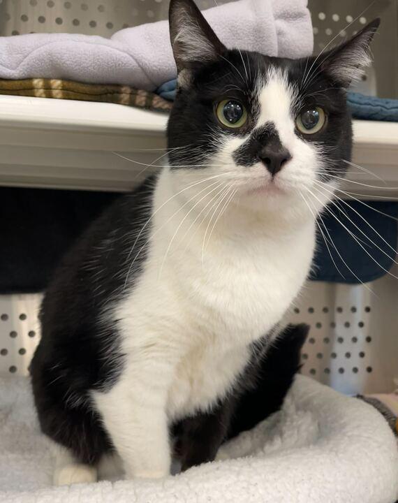 Enlarge Fang, an adopted Domestic Short Hair in Jackson, MI image 6/6