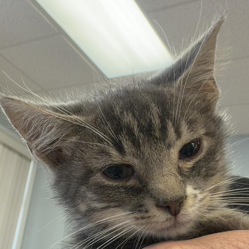 Leo, Adoptable, Kitten Male Domestic Short Hair.