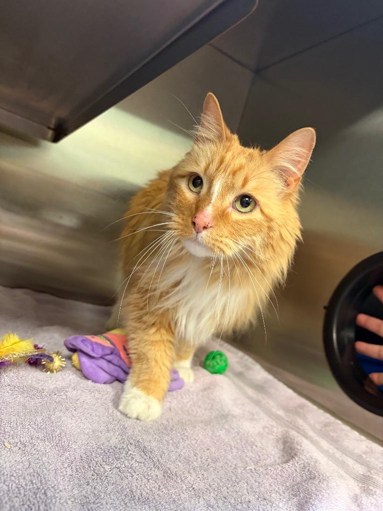 Enlarge Little cat, a Adoptable mixed breed in Great Bend, KS image 1/2