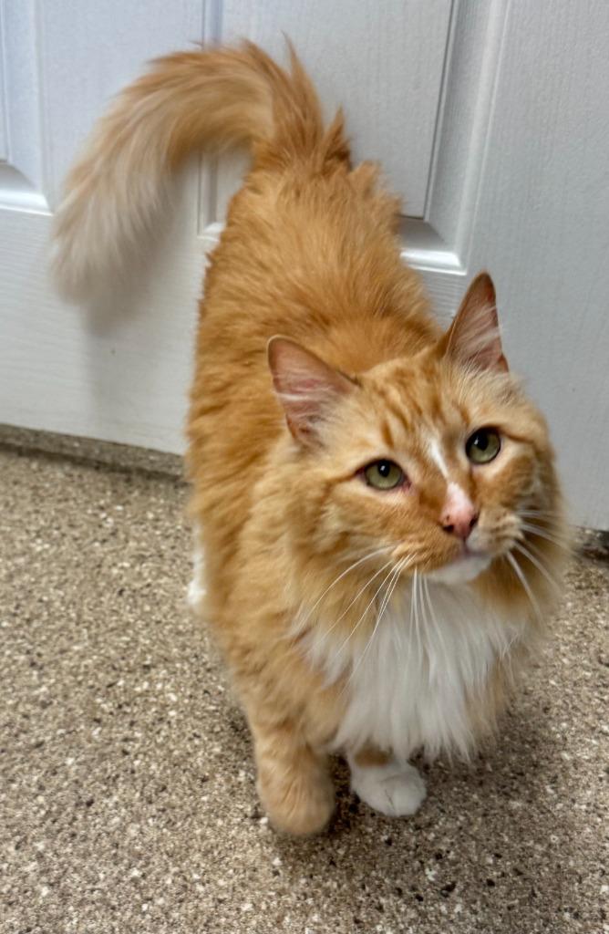 Enlarge Little cat, a Adoptable mixed breed in Great Bend, KS image 2/3