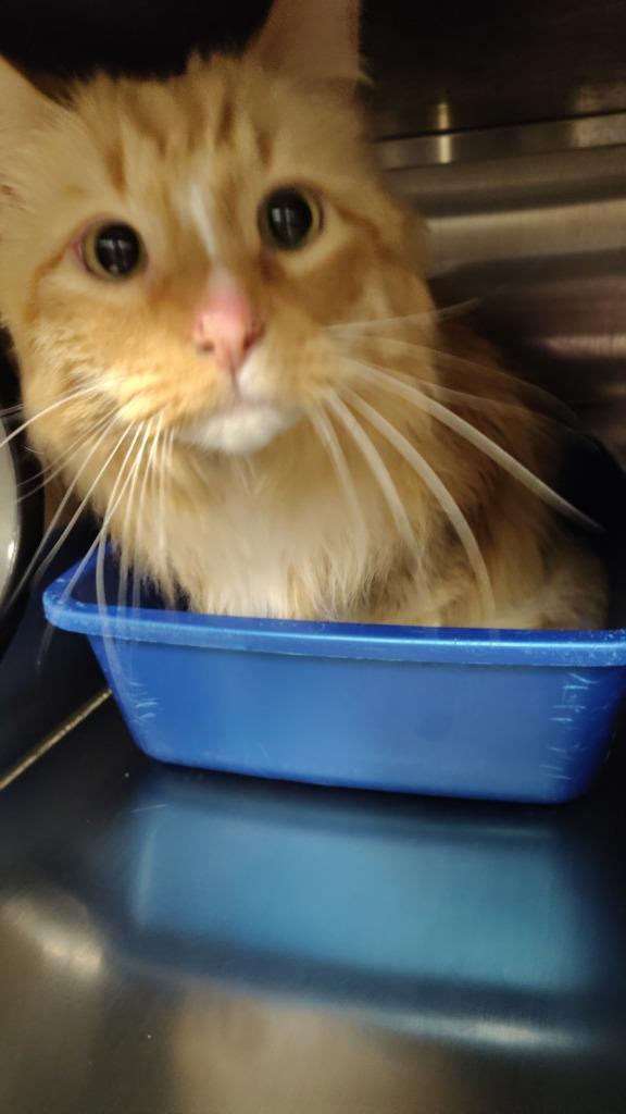 Enlarge Little cat, a Adoptable mixed breed in Great Bend, KS image 2/2