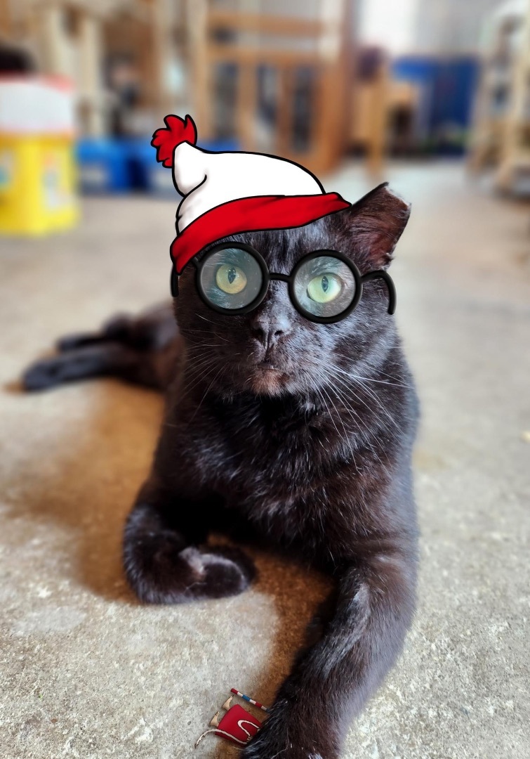 Waldo, a Adoptable Domestic Short Hair in Landenberg, PA image 4/6