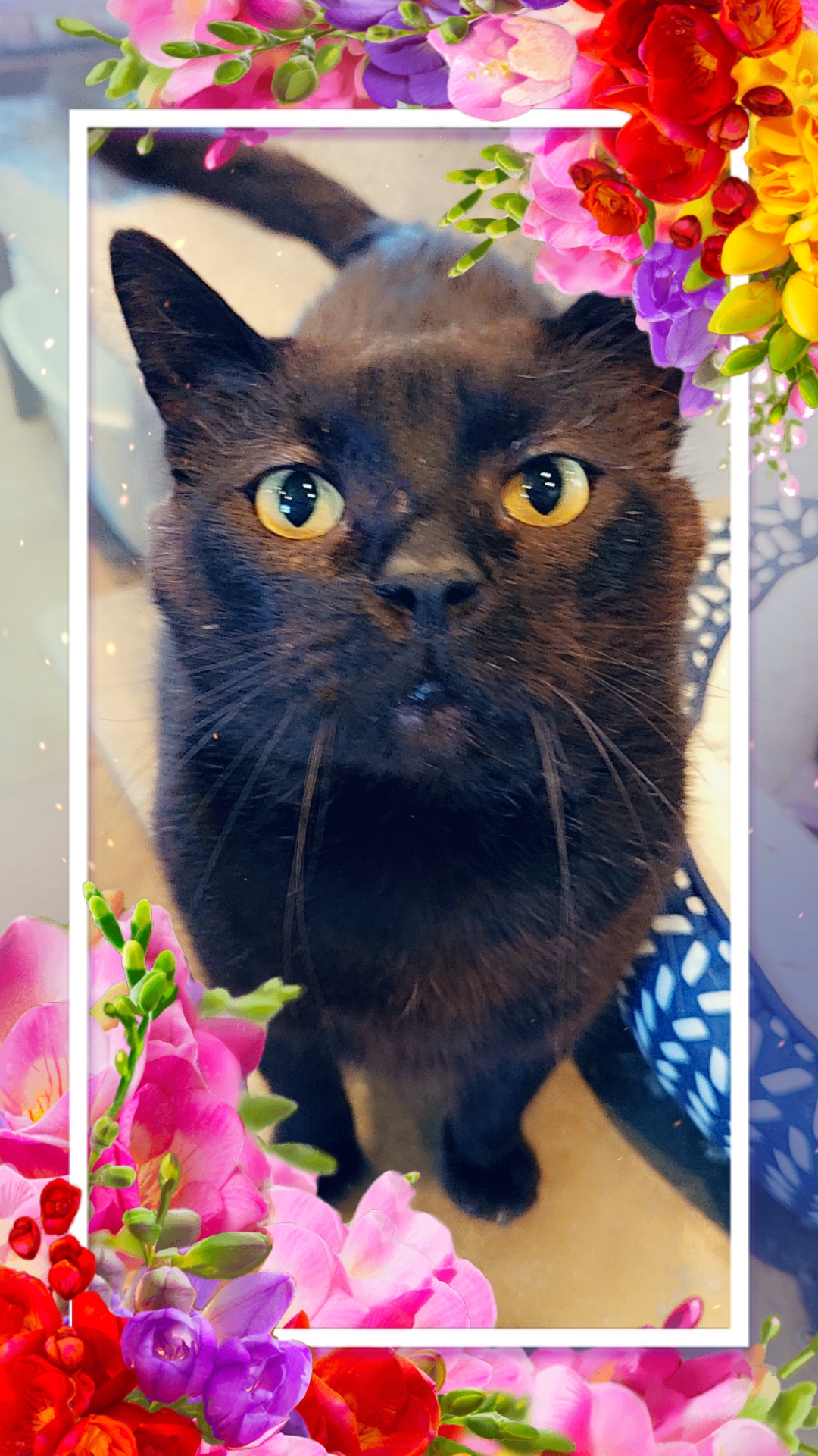 Waldo, a Adoptable Domestic Short Hair in Landenberg, PA image 1/6