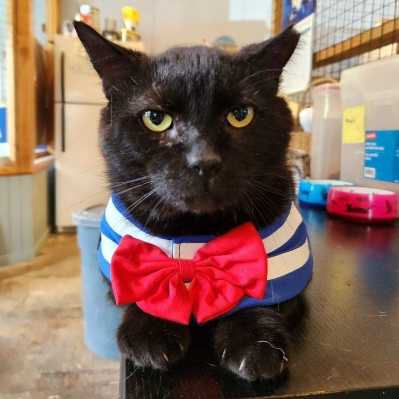 Waldo, a Adoptable Domestic Short Hair in Landenberg, PA image 5/6