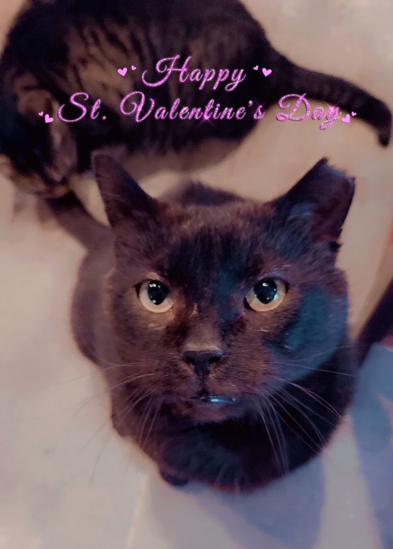 Waldo, a Adoptable Domestic Short Hair in Landenberg, PA image 6/6