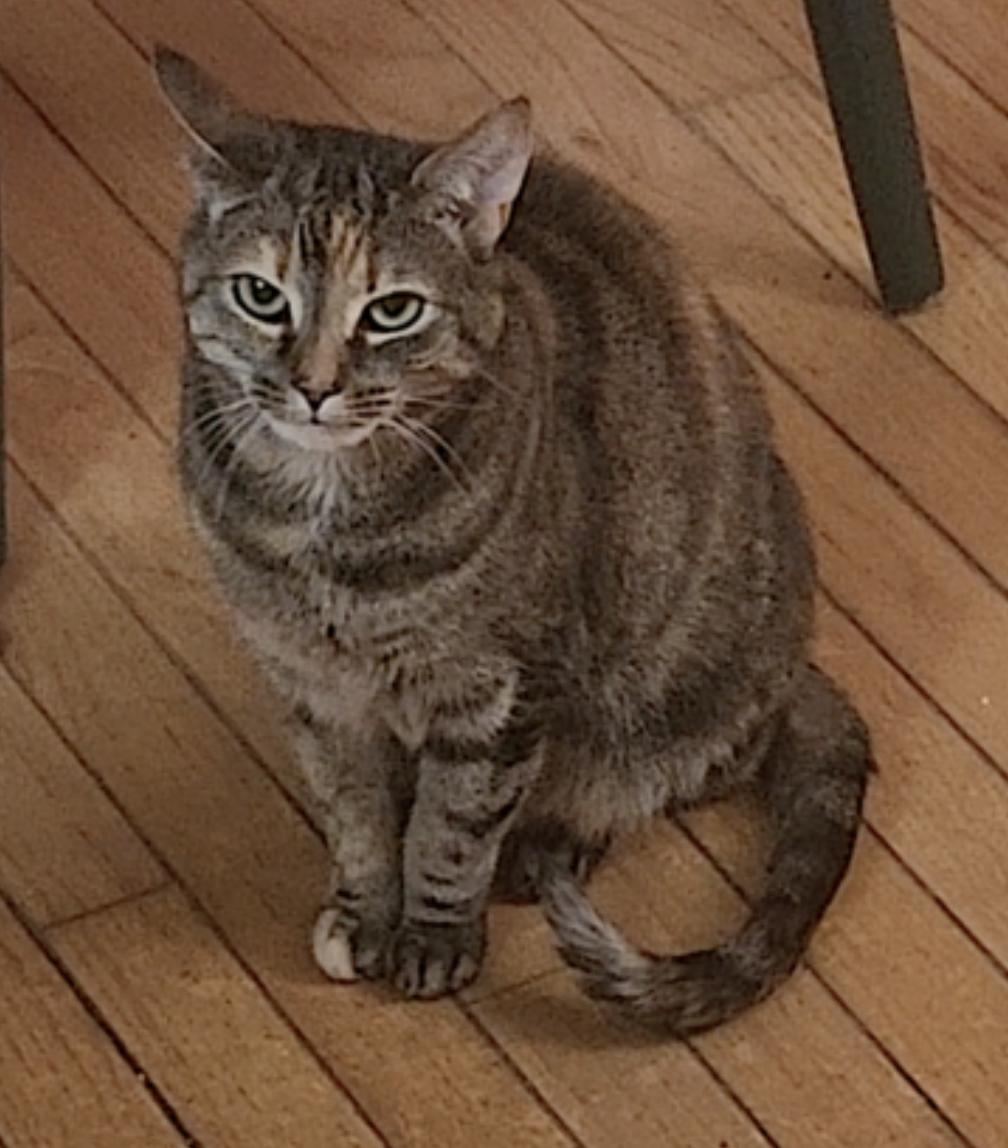 Avery, Cali and Lexi — thumbnail 3