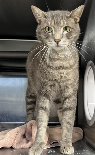 ANGUS, Adoptable, Adult Male Domestic Short Hair.