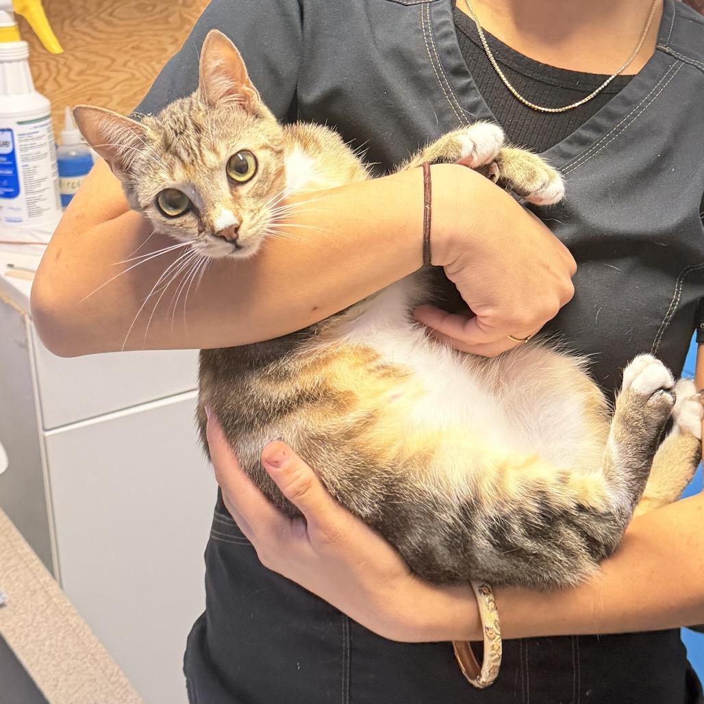 Enlarge Skinny Pop, a Adoptable Domestic Short Hair in Wahiawa, HI image 1/1