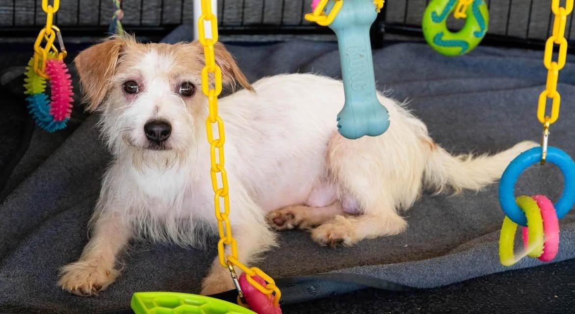 Jane Jetson, Adoptable, Adult Female Terrier.