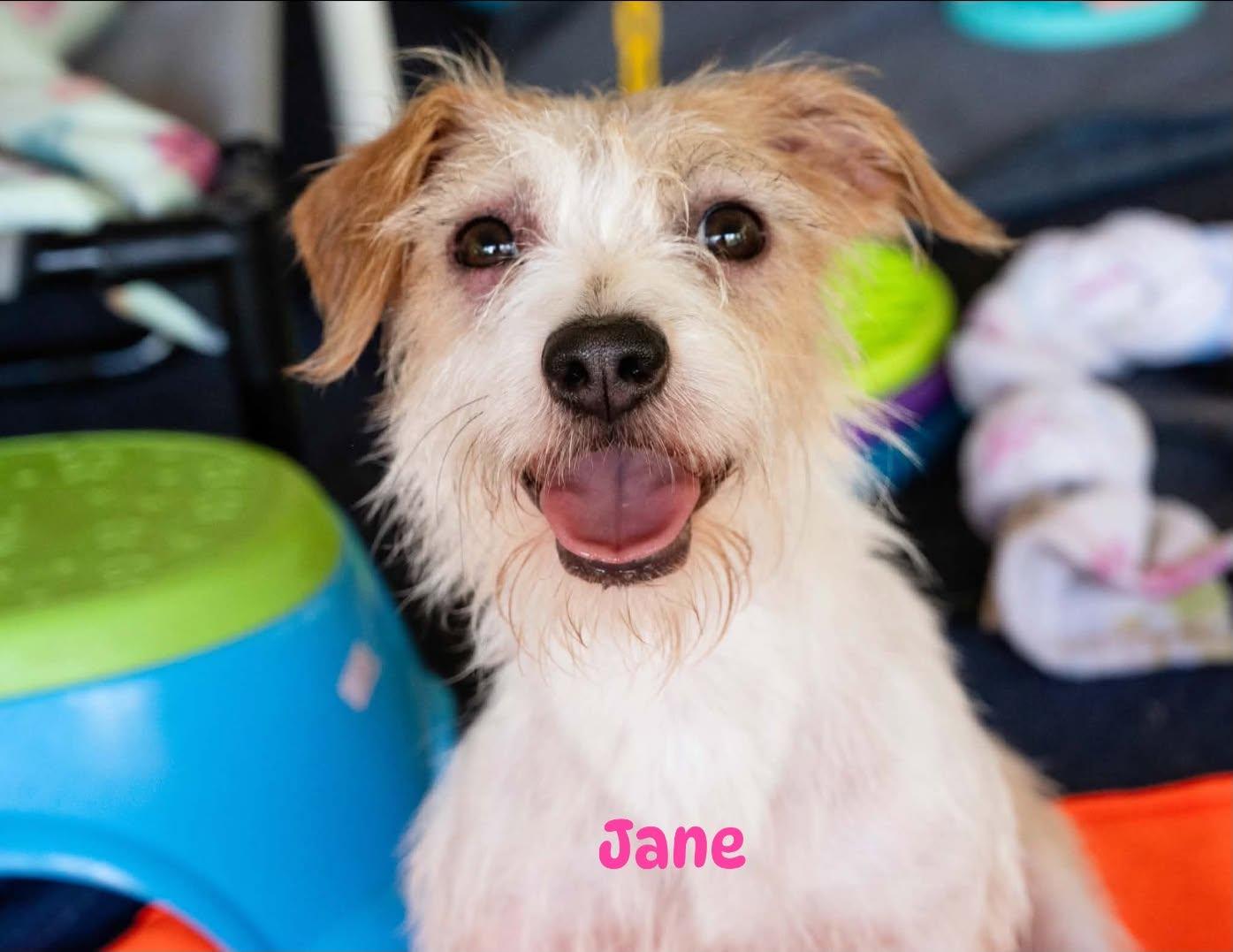 Enlarge Jane Jetson, a Adoptable Terrier in Alpharetta, GA image 2/3