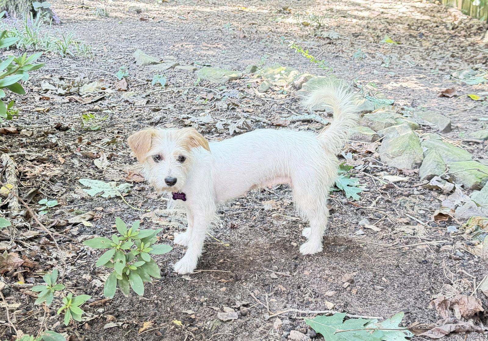 Enlarge Jane Jetson, a Adoptable Terrier in Alpharetta, GA image 3/3