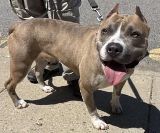 Enlarge Ajax, a ADOPTABLE mixed breed in Ashland, VA image 2/3