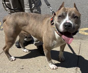 Enlarge Ajax, a ADOPTABLE mixed breed in Ashland, VA image 3/3