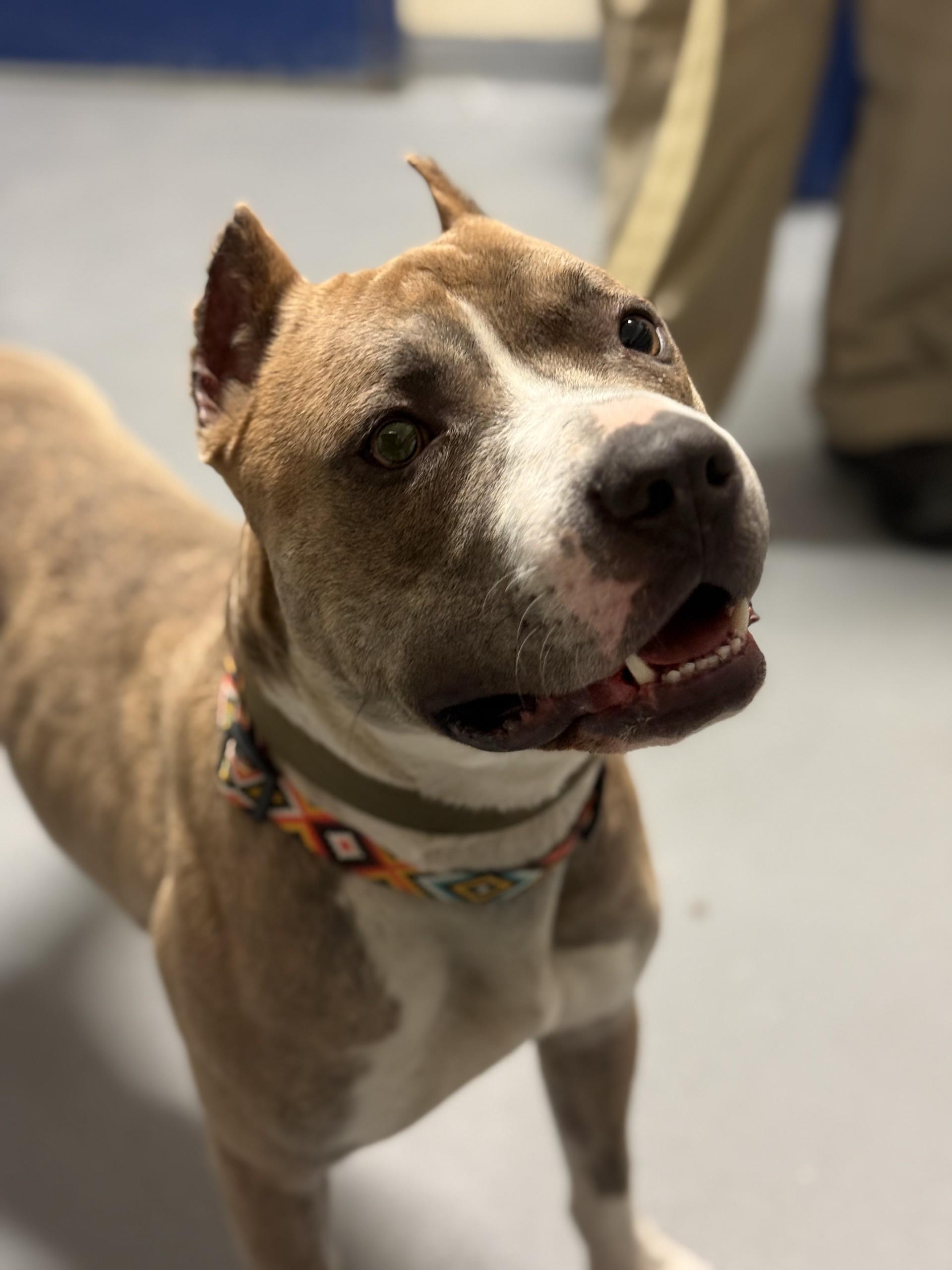 Ajax, ADOPTABLE, Adult Male American Staffordshire Terrier & Pit Bull Terrier.