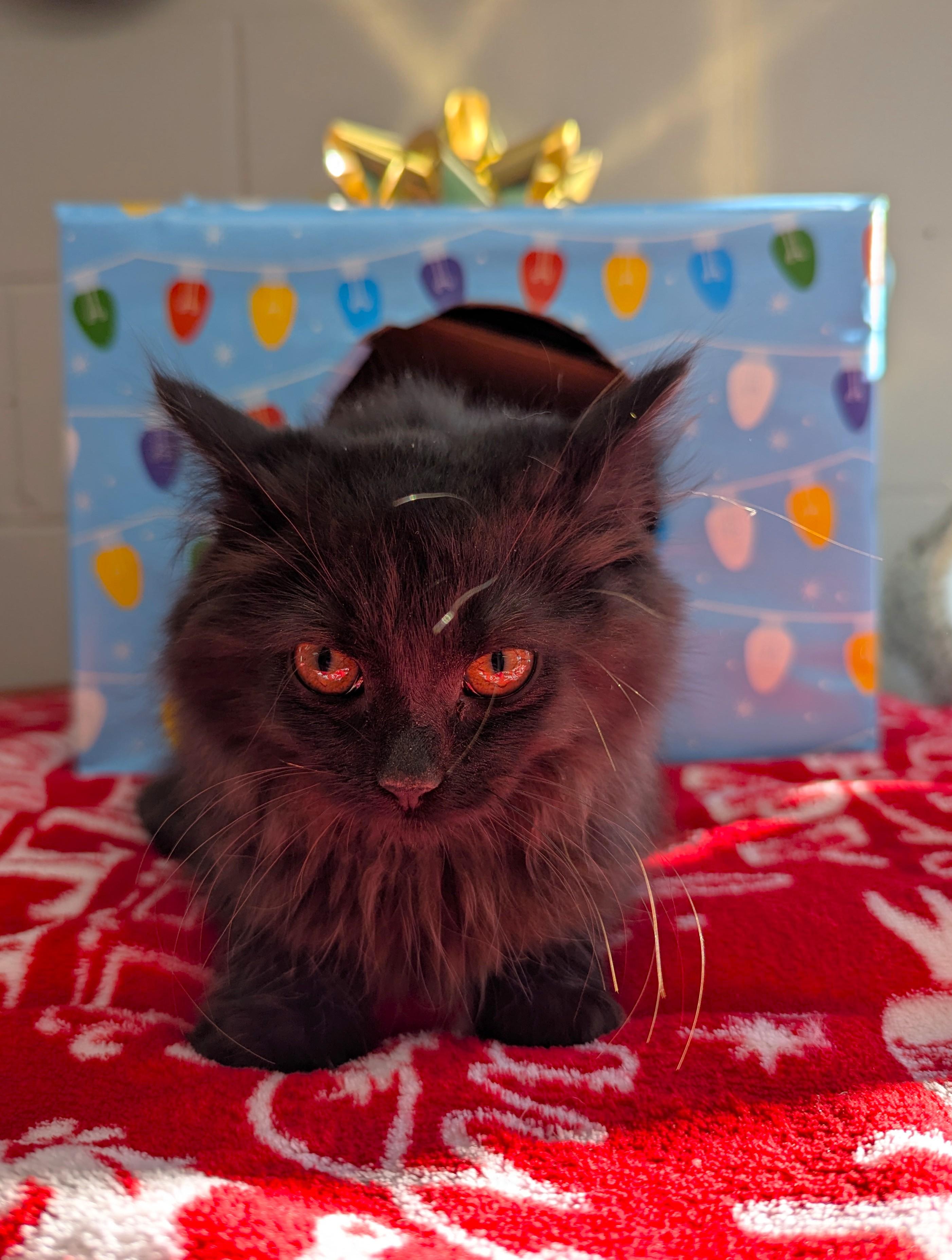 Enlarge Panini, a Adoptable Domestic Short Hair in Oconto, WI image 1/1