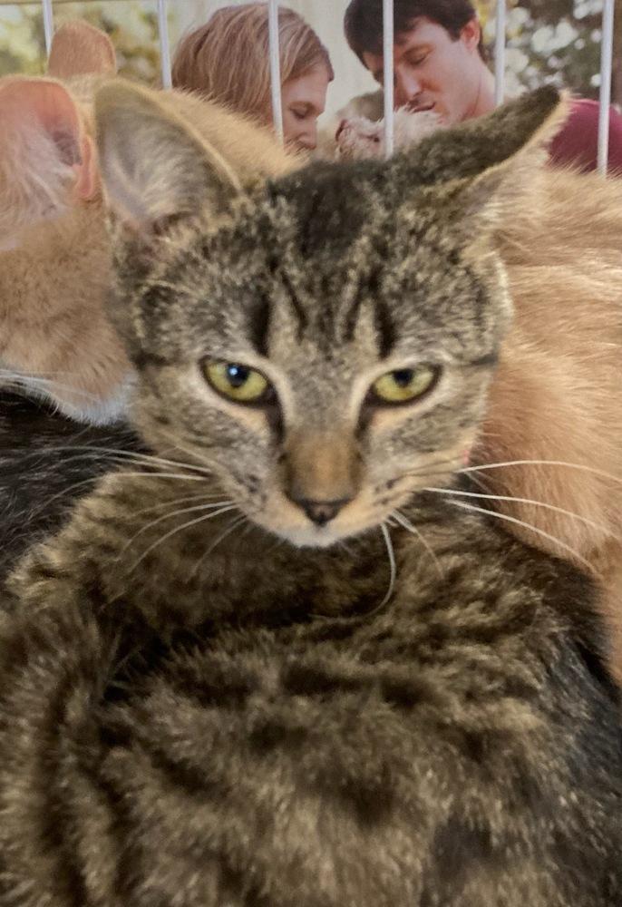 Mychal, Adoptable, Adult Male Domestic Short Hair.