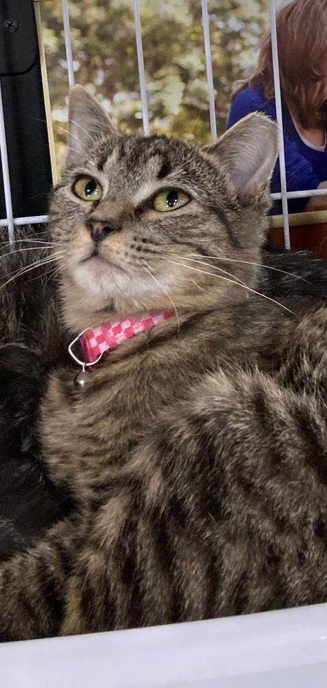 Enlarge Mychal, a Adoptable mixed breed in Mooresville, NC image 2/2