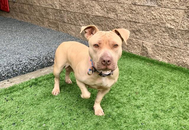 Enlarge ERIN, a Adoptable mixed breed in Moreno Valley, CA image 1/1