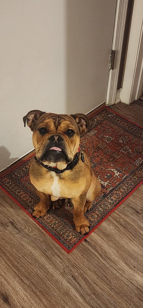 Enlarge Bowser, a ADOPTABLE English Bulldog in Belmar, NJ image 2/6