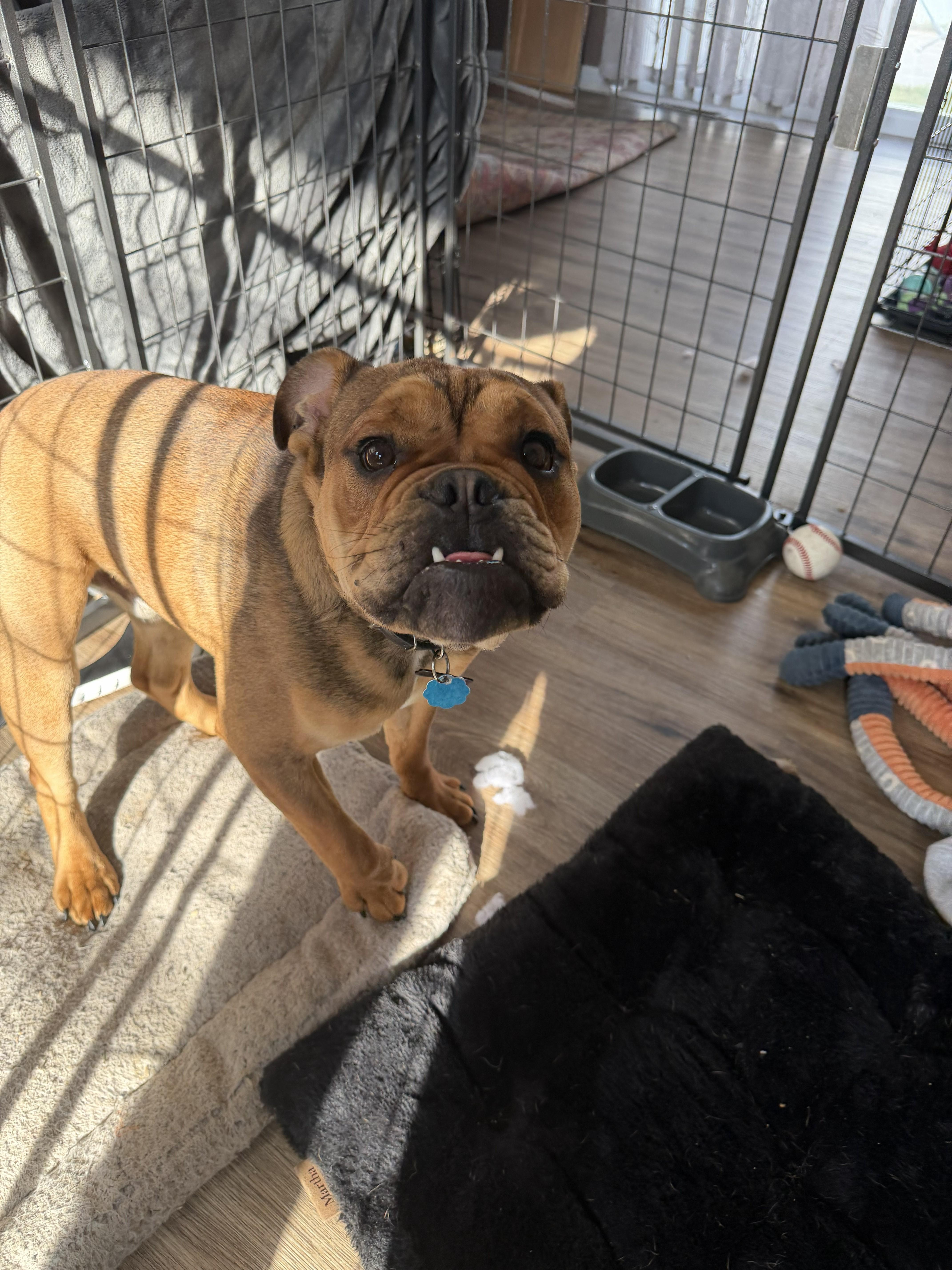 Enlarge Bowser, a ADOPTABLE English Bulldog in Belmar, NJ image 5/6