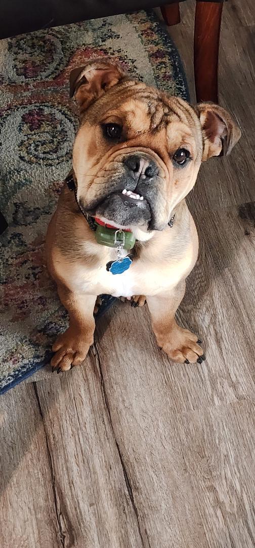 Enlarge Bowser, a ADOPTABLE English Bulldog in Belmar, NJ image 3/6