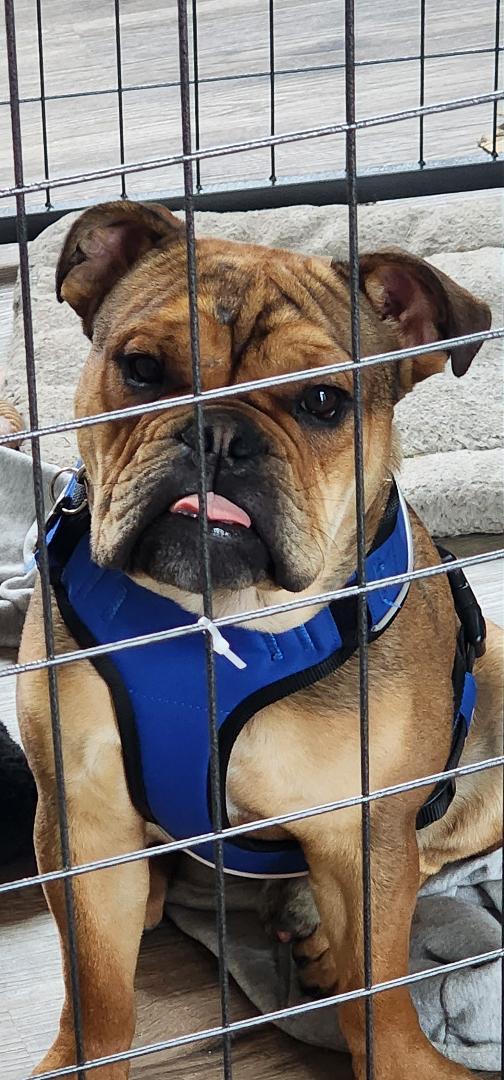 Bowser, ADOPTABLE, Young Male English Bulldog.